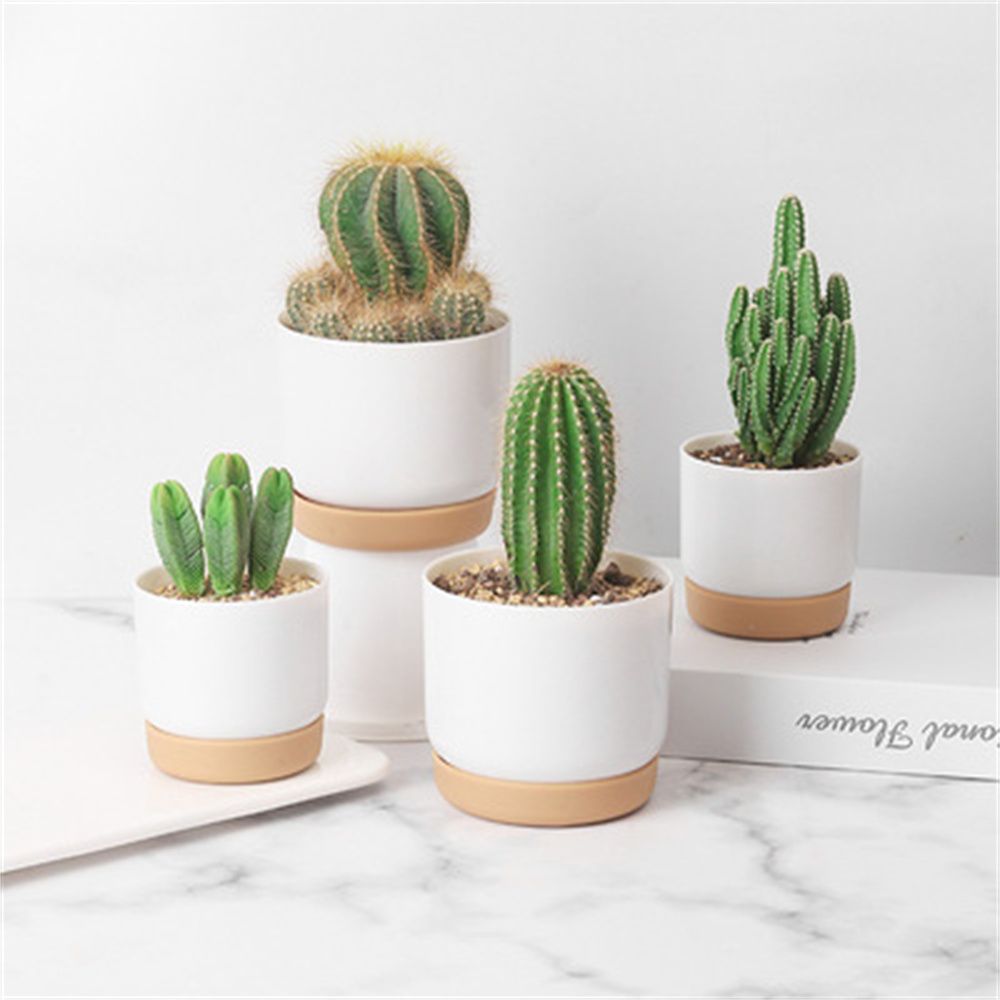 Round Cactus Succulent Plants  - огляд і ціна Echeveria Succulent