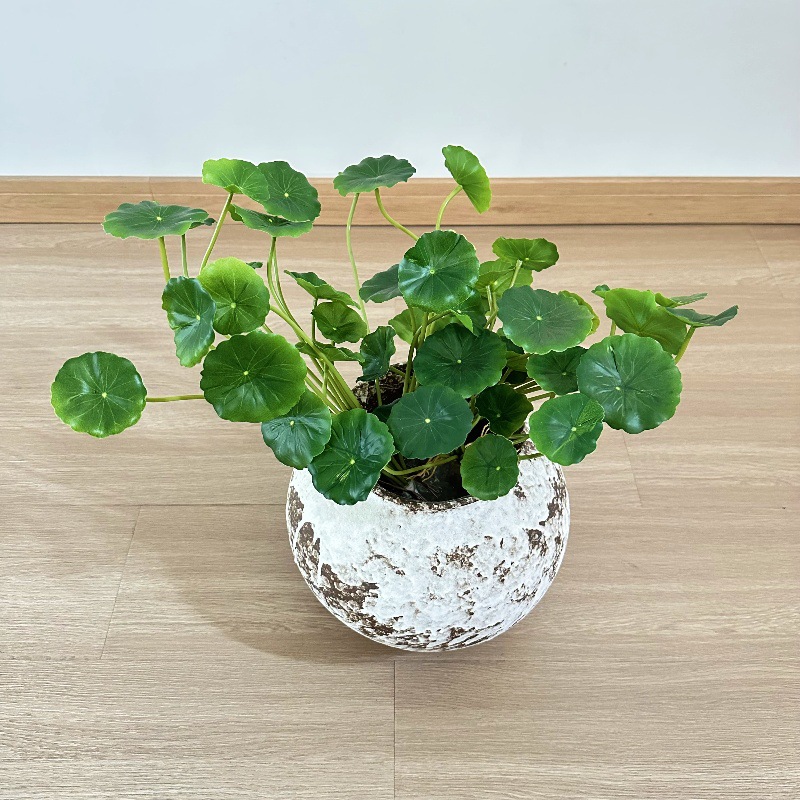 2pcs Artificial Pilea Peperomi - огляд і ціна Pilea Peperomioides